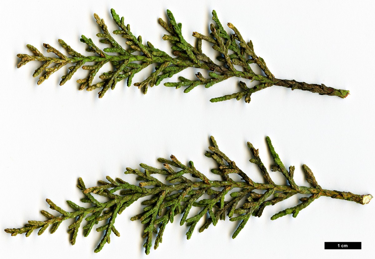 High resolution image: Family: Cupressaceae - Genus: Cupressus - Taxon: arizonica - SpeciesSub: var. stephensonii